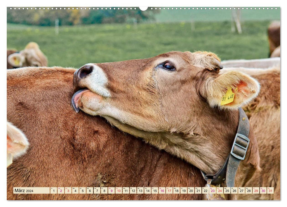 Berg-Kühe, Natur pur - unser schönster Urlaub (CALVENDO Wandkalender 2024)