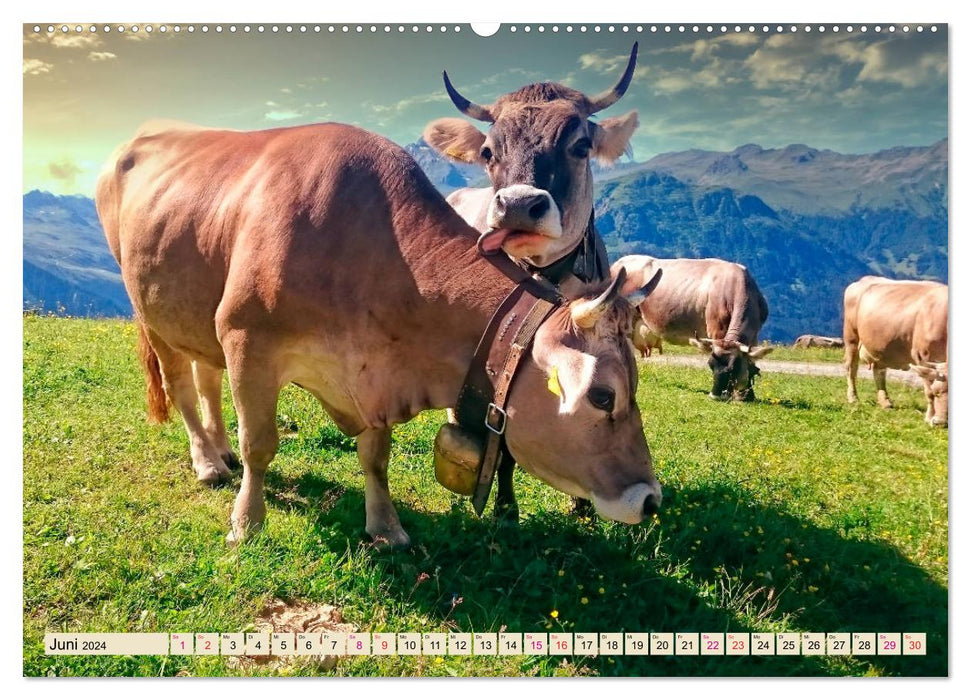 Mountain cows, pure nature - our most beautiful vacation (CALVENDO wall calendar 2024) 