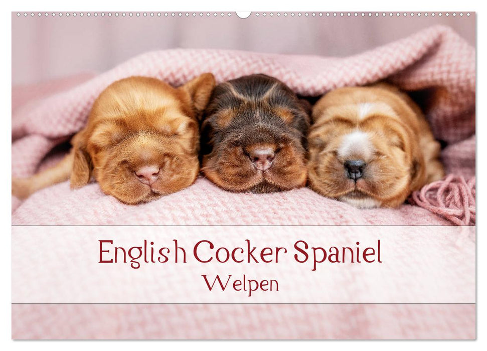 English Cocker Spaniel Welpen (CALVENDO Wandkalender 2024)