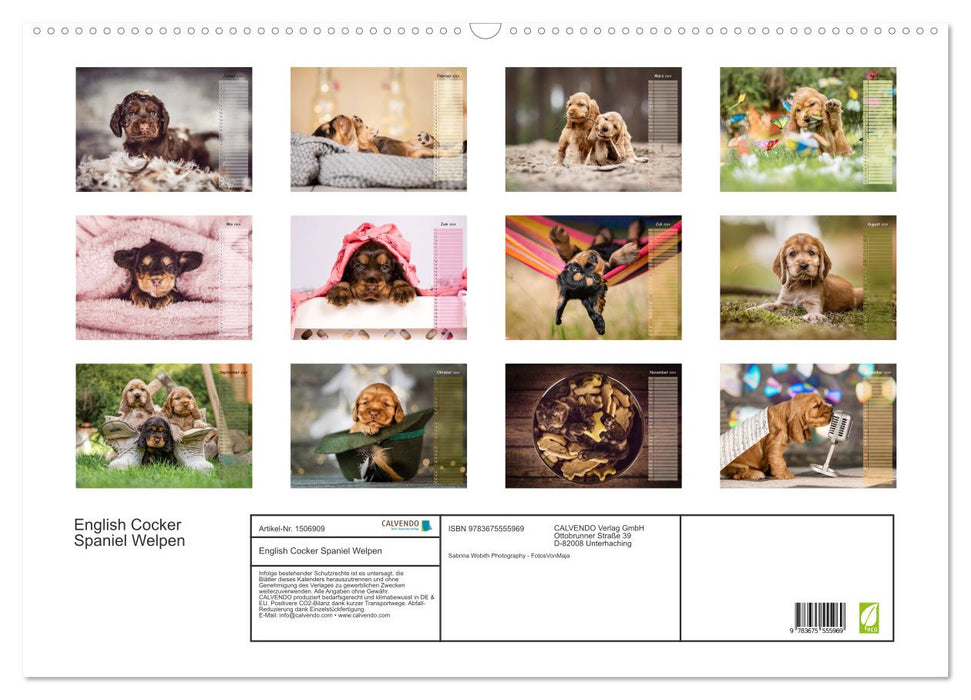 English Cocker Spaniel puppies (CALVENDO wall calendar 2024) 