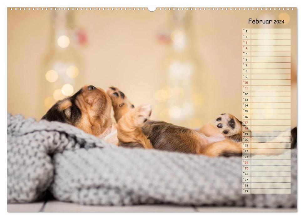 English Cocker Spaniel puppies (CALVENDO wall calendar 2024) 