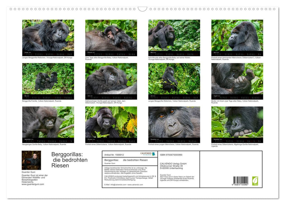 Berggorillas: die bedrohten Riesen (CALVENDO Wandkalender 2024)