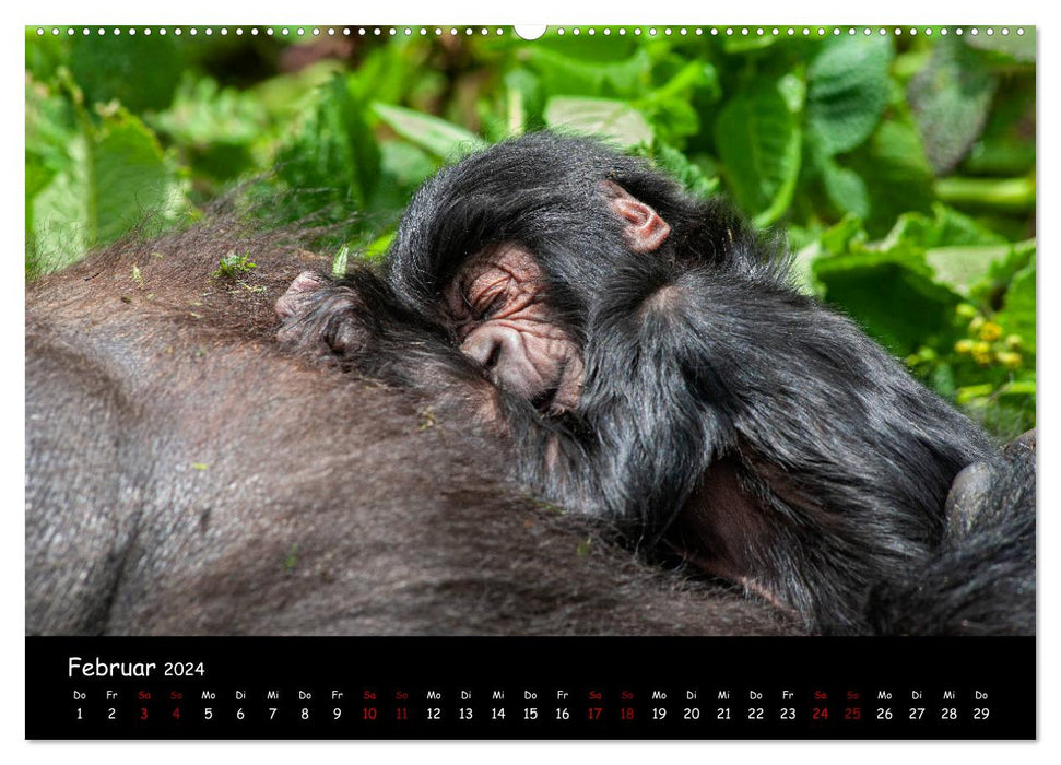 Mountain gorillas: the endangered giants (CALVENDO wall calendar 2024) 