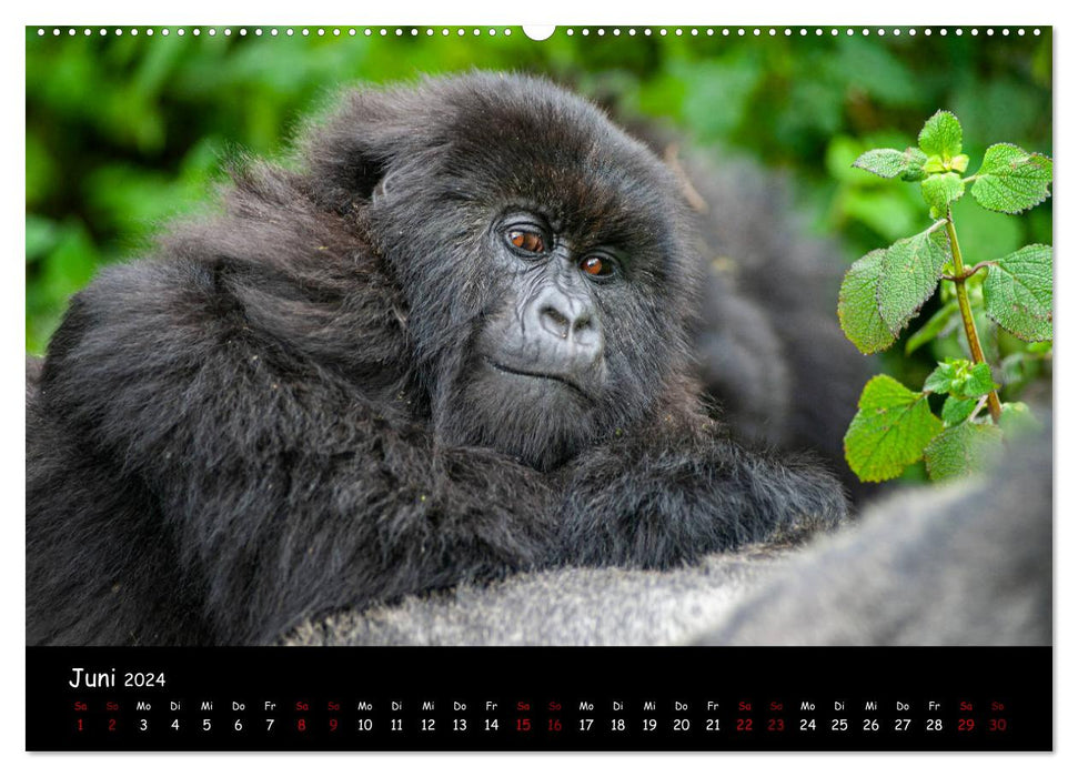 Berggorillas: die bedrohten Riesen (CALVENDO Wandkalender 2024)