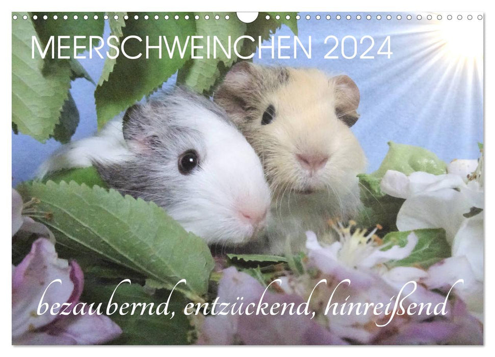 Meerschweinchen 2024 - bezaubernd, hinreißend, entzückend (CALVENDO Wandkalender 2024)