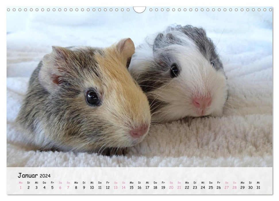 Guinea pig 2024 - adorable, adorable, adorable (CALVENDO wall calendar 2024) 