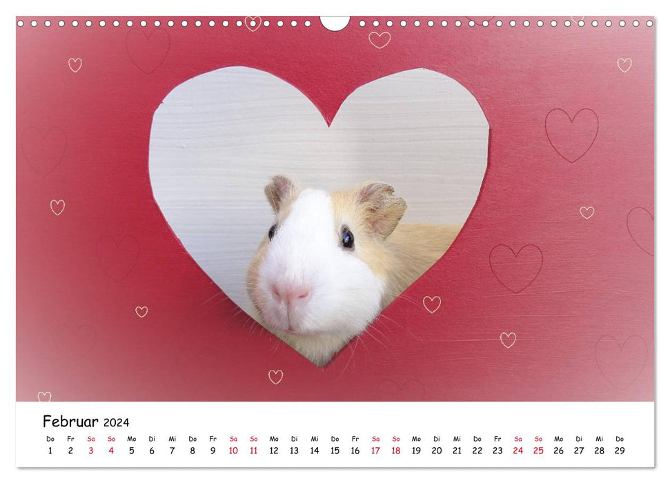 Guinea pig 2024 - adorable, adorable, adorable (CALVENDO wall calendar 2024) 