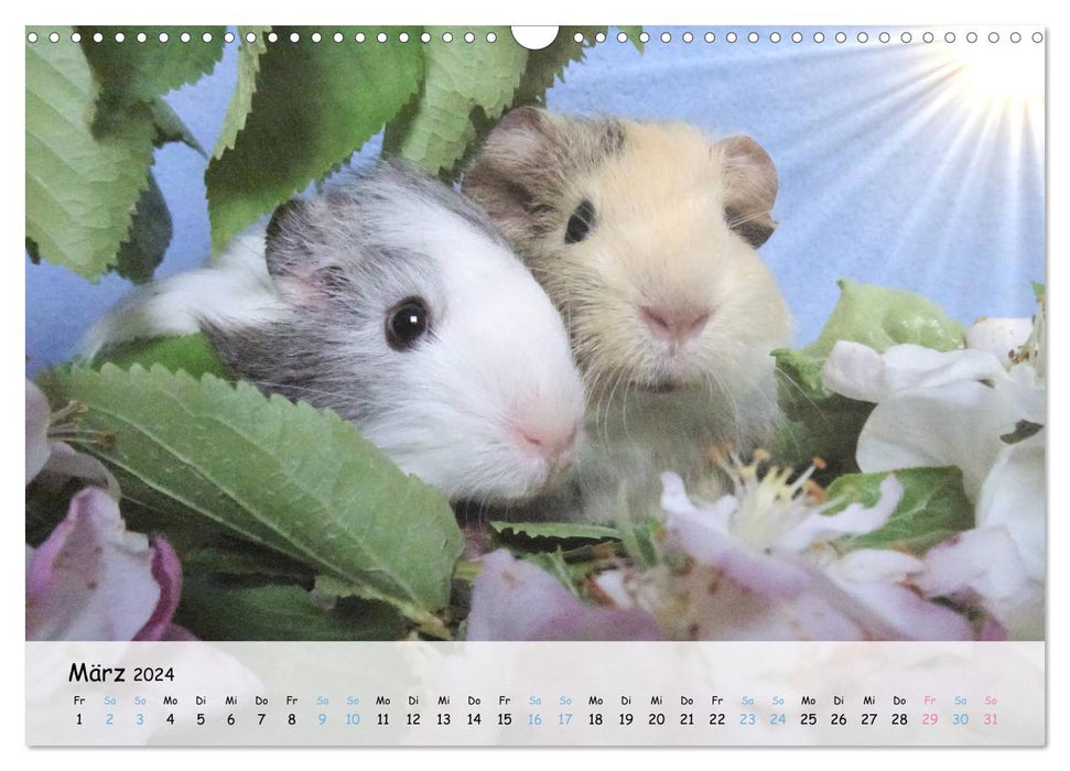 Guinea pig 2024 - adorable, adorable, adorable (CALVENDO wall calendar 2024) 