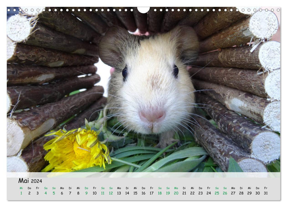 Guinea pig 2024 - adorable, adorable, adorable (CALVENDO wall calendar 2024) 