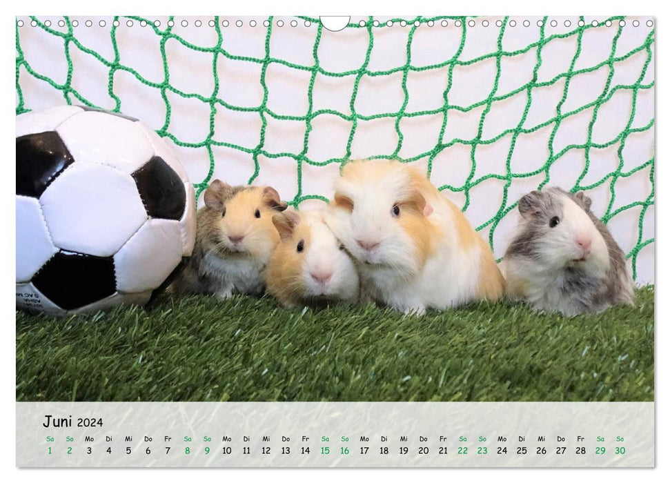 Meerschweinchen 2024 - bezaubernd, hinreißend, entzückend (CALVENDO Wandkalender 2024)