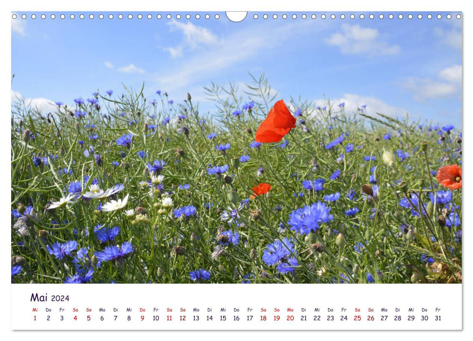 Nature and landscape Mecklenburg - Western Pomerania 2024 (CALVENDO wall calendar 2024) 