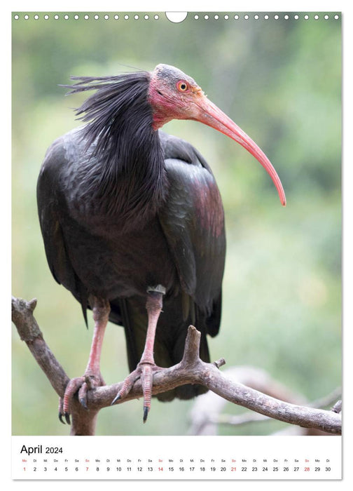 The northern bald ibis - the slightly different bird (CALVENDO wall calendar 2024) 