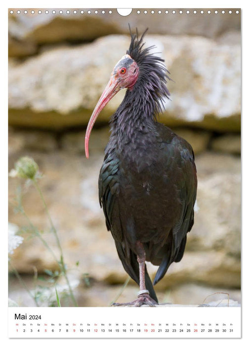The northern bald ibis - the slightly different bird (CALVENDO wall calendar 2024) 