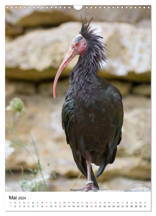 Der Waldrapp - Der etwas andere Vogel (CALVENDO Wandkalender 2024)