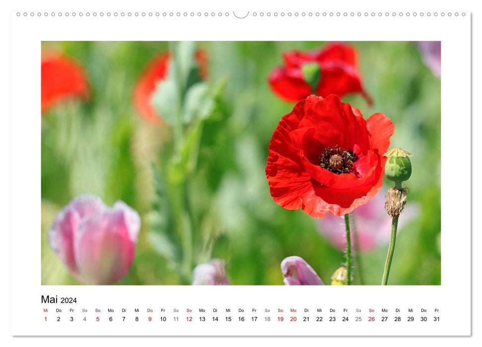 Mohn, zarte Blüten, starke Farben (CALVENDO Wandkalender 2024)