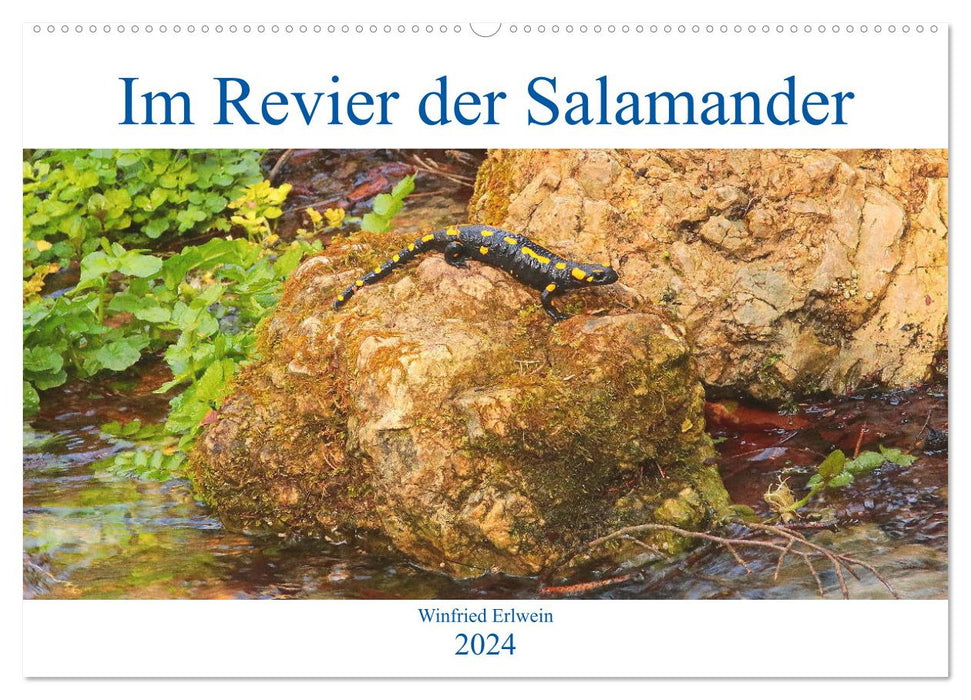 In the territory of the salamanders (CALVENDO wall calendar 2024) 