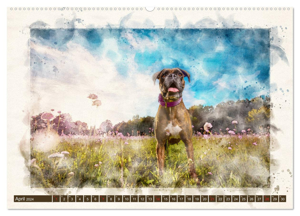 Boxer Photo&amp;Art (CALVENDO wall calendar 2024) 