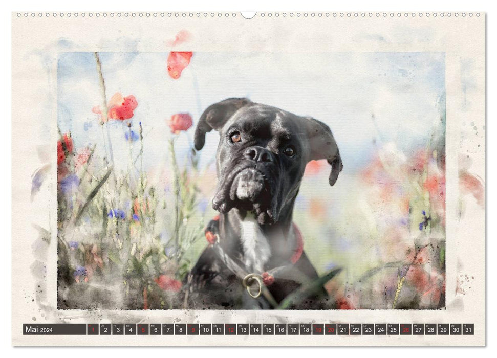 Boxer Photo&amp;Art (CALVENDO wall calendar 2024) 