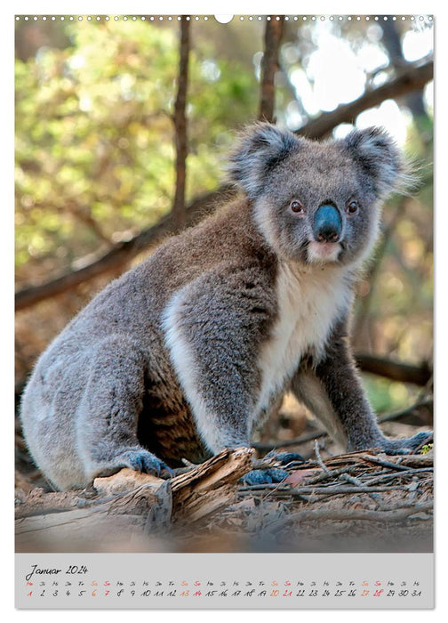 Koala, kleiner Bär (CALVENDO Premium Wandkalender 2024)