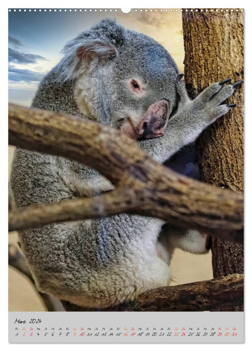 Koala, little bear (CALVENDO Premium Wall Calendar 2024) 