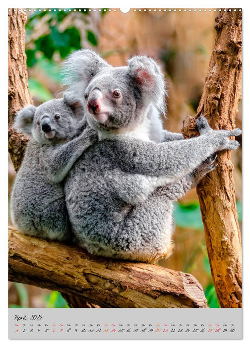 Koala, little bear (CALVENDO Premium Wall Calendar 2024) 