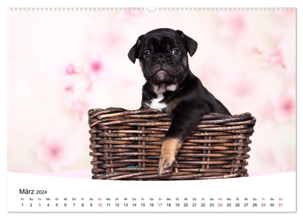 Bullies - French Bulldogs 2024 (CALVENDO Premium Wall Calendar 2024) 