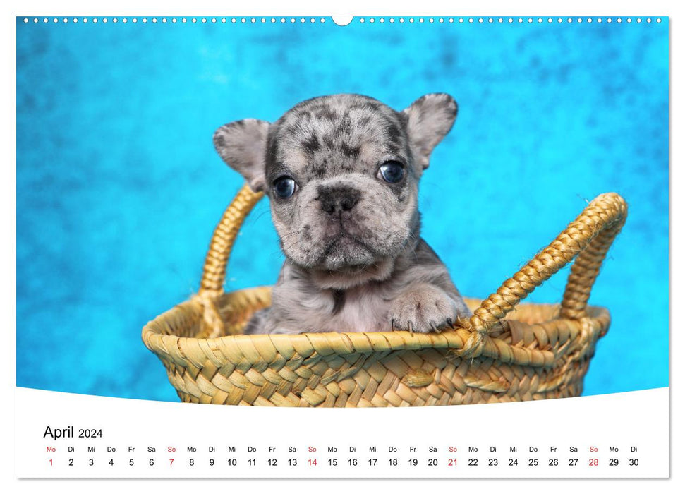 Bullys - Französische Bulldoggen 2024 (CALVENDO Premium Wandkalender 2024)