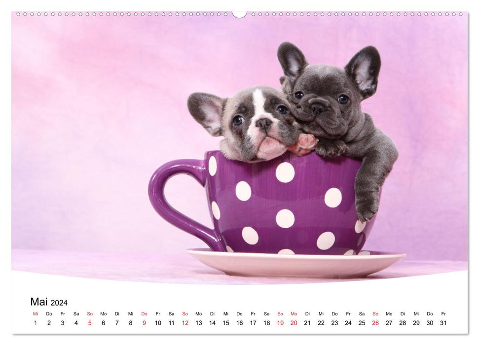 Bullies - French Bulldogs 2024 (CALVENDO Premium Wall Calendar 2024) 