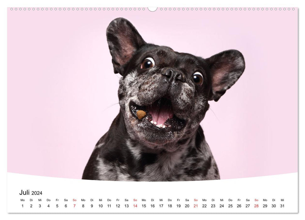 Bullies - French Bulldogs 2024 (CALVENDO Premium Wall Calendar 2024) 