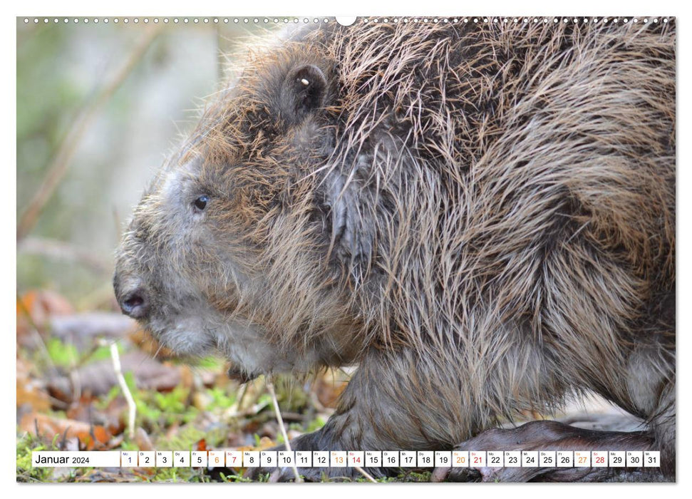 The beaver, a good construction craftsman (CALVENDO Premium Wall Calendar 2024) 