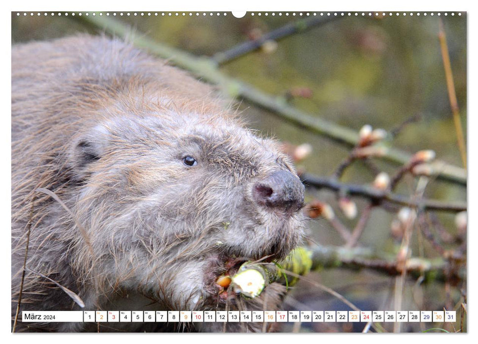 The beaver, a good construction craftsman (CALVENDO Premium Wall Calendar 2024) 