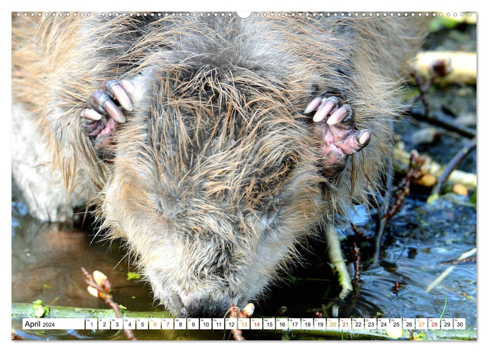 The beaver, a good construction craftsman (CALVENDO Premium Wall Calendar 2024) 