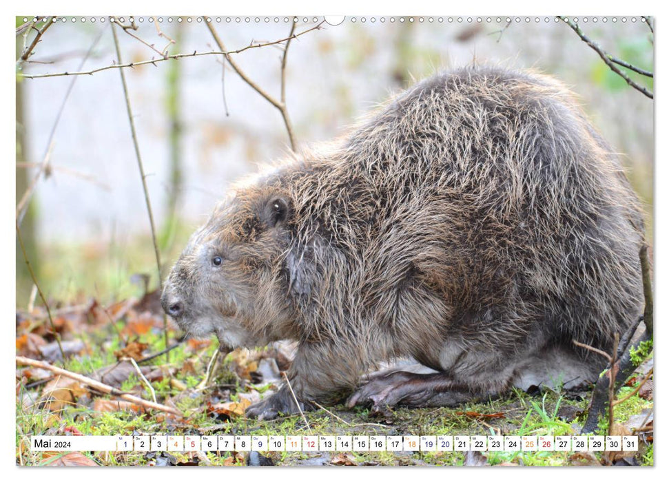 The beaver, a good construction craftsman (CALVENDO Premium Wall Calendar 2024) 