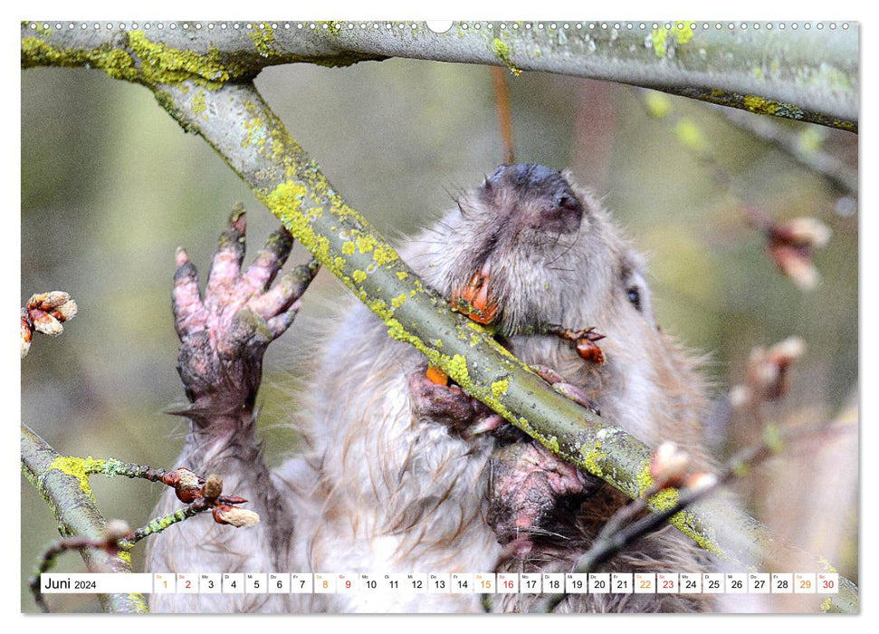 The beaver, a good construction craftsman (CALVENDO Premium Wall Calendar 2024) 