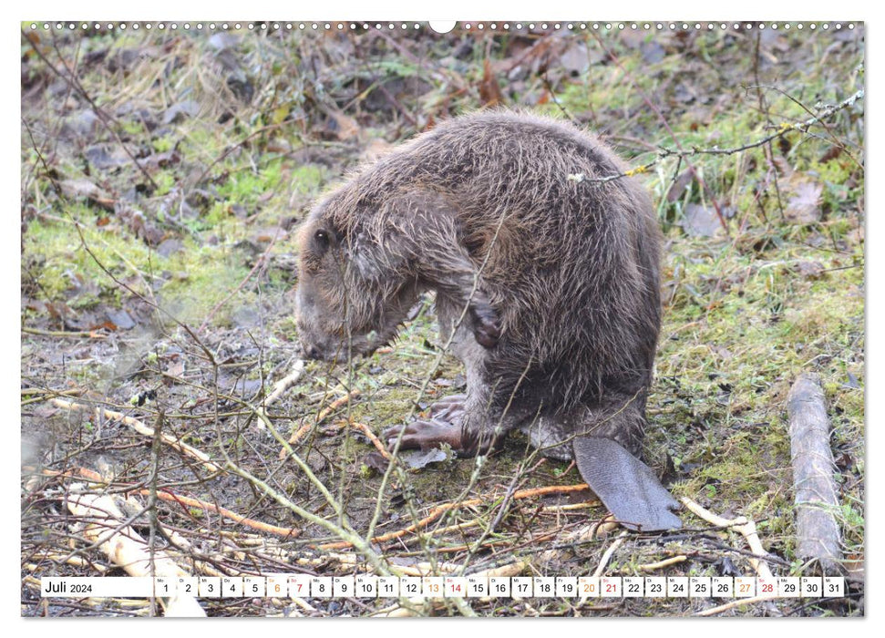 The beaver, a good construction craftsman (CALVENDO Premium Wall Calendar 2024) 