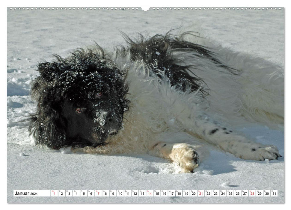 Neufundländer - Liebenswerte Bären (CALVENDO Premium Wandkalender 2024)