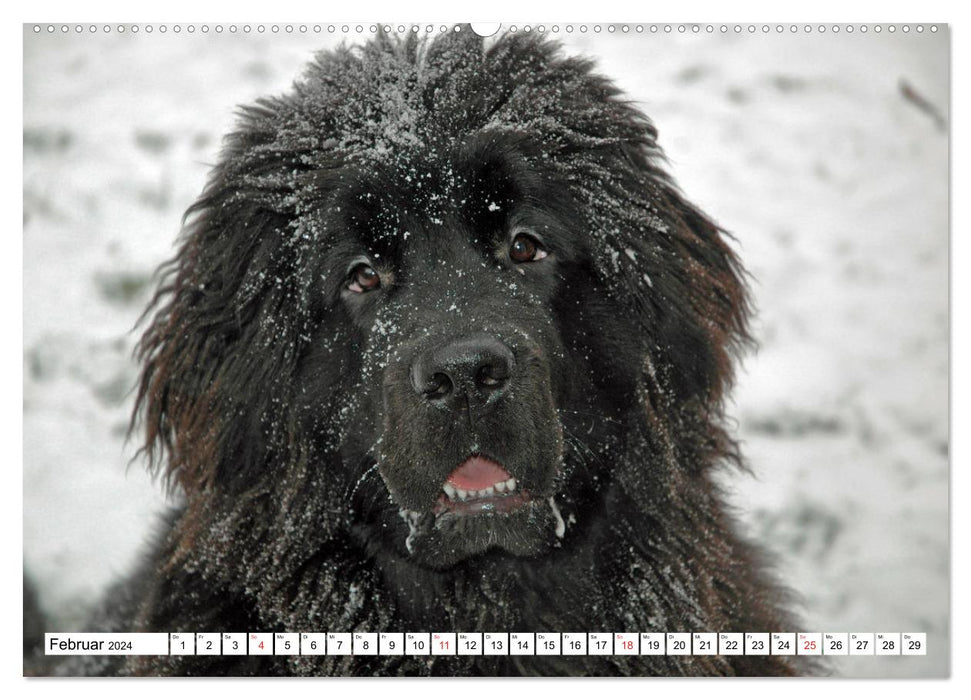 Neufundländer - Liebenswerte Bären (CALVENDO Premium Wandkalender 2024)