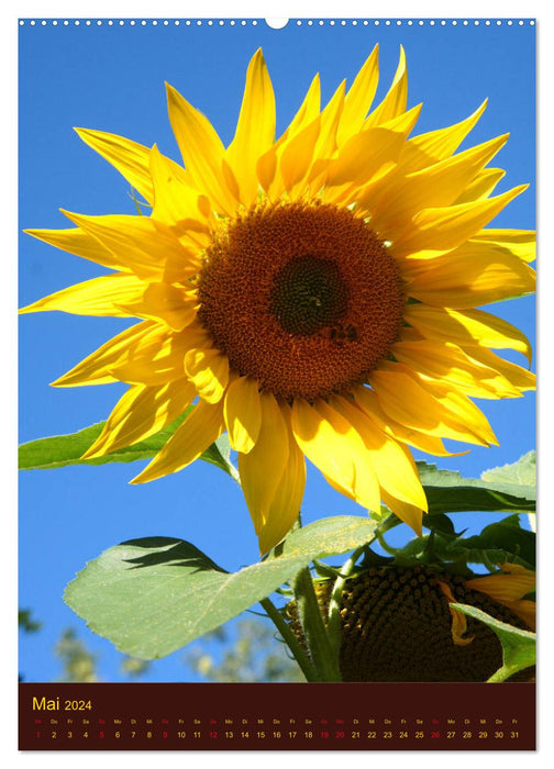 Sonnenblumen - Strahlende Blüten (CALVENDO Premium Wandkalender 2024)