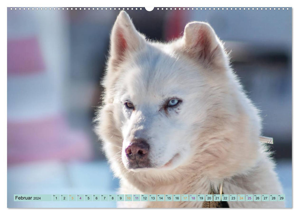 Huskies - Tolle Gefährten (CALVENDO Wandkalender 2024)