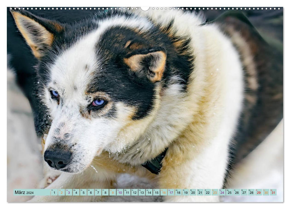 Huskies - Great Companions (CALVENDO Wall Calendar 2024) 