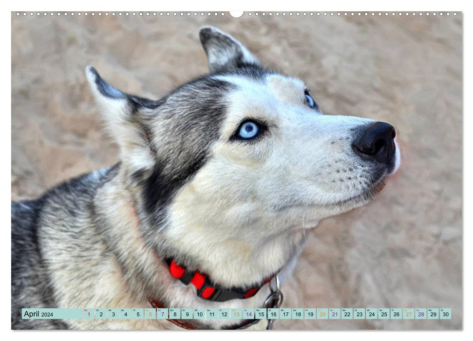 Huskies - Great Companions (CALVENDO Wall Calendar 2024) 