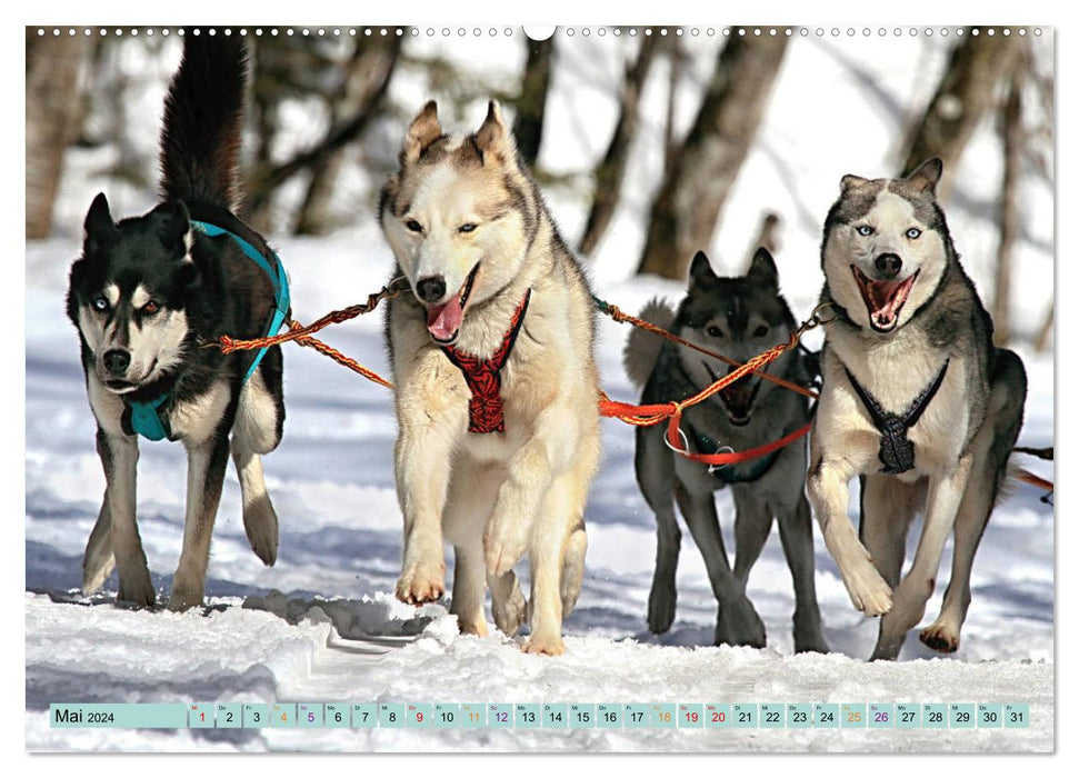 Huskies - Great Companions (CALVENDO Wall Calendar 2024) 