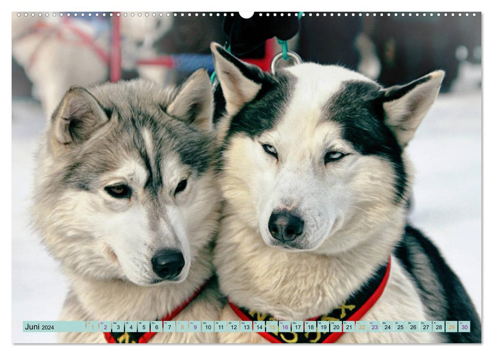 Huskies - Great Companions (CALVENDO Wall Calendar 2024) 