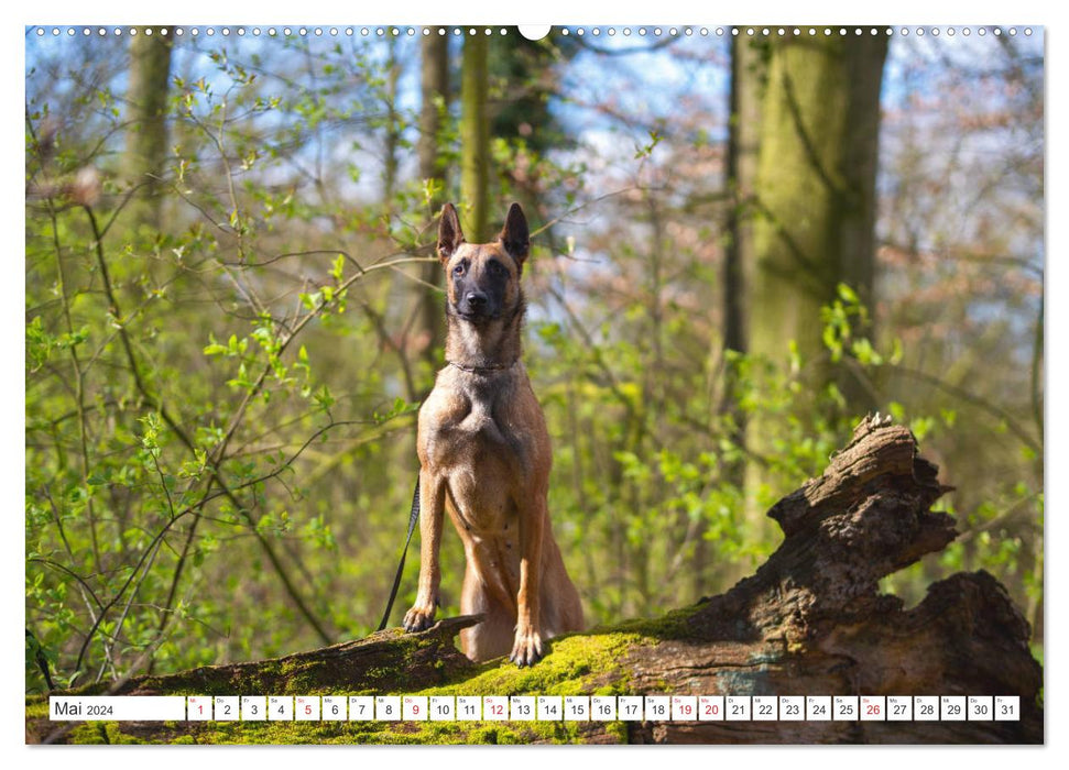 Malinois - Belgian Shepherd Dog (CALVENDO Wall Calendar 2024) 