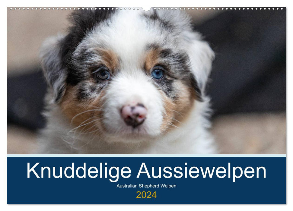 Australian Shepherd Welpen 2024 (CALVENDO Wandkalender 2024)