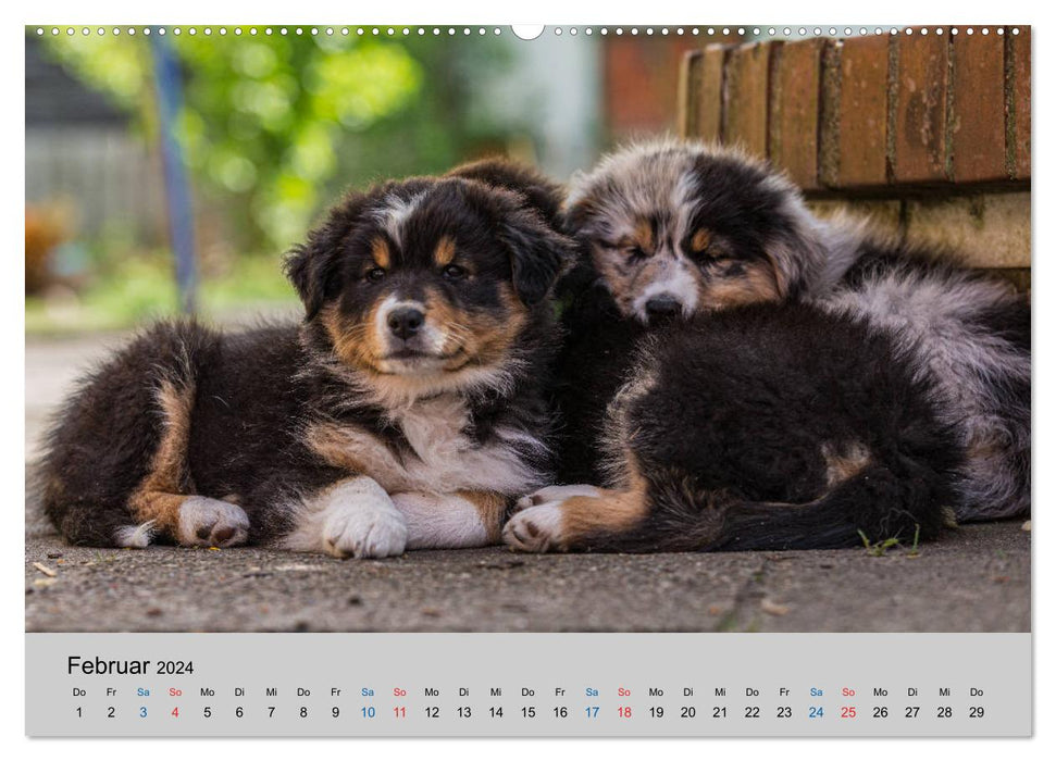 Australian Shepherd Puppies 2024 (CALVENDO Wall Calendar 2024) 