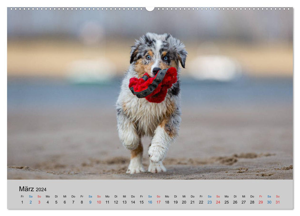 Australian Shepherd Puppies 2024 (CALVENDO Wall Calendar 2024) 