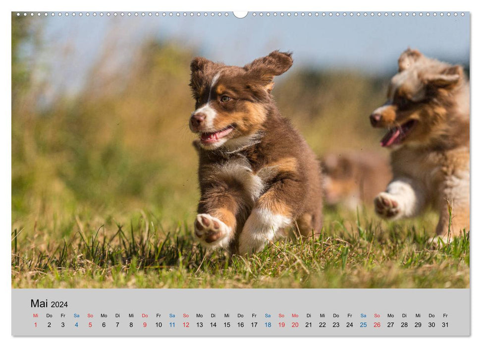 Australian Shepherd Puppies 2024 (CALVENDO Wall Calendar 2024) 