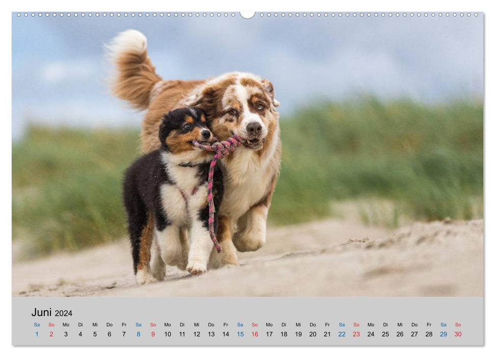 Australian Shepherd Puppies 2024 (CALVENDO Wall Calendar 2024) 