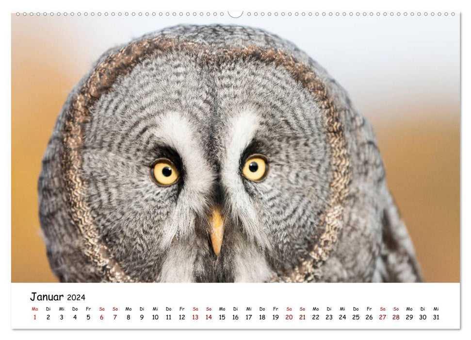 Owls 2024 (CALVENDO wall calendar 2024) 